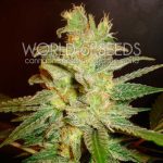 Large yield – Indoor – Indica – Northern Lights x Big Bud strain – image 1 – from World of Seeds via Seed City