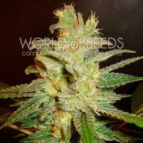 Liela raža – Iekštelpu audzēšana – Indica – Northern Lights x Big Bud celms — 1. attēls — no World of Seeds līdz Seed City