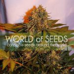 Northern Lights x Big Bud Auto cannabis – image 1 – Seed City