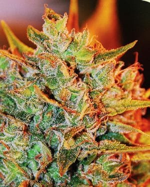 Northern Lights x Big Bud Auto