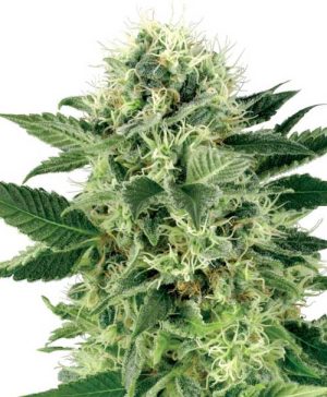 Northern Lights cannabis seeds – Indoor-friendly – Lemon – Feminized – image 1 from Seed City