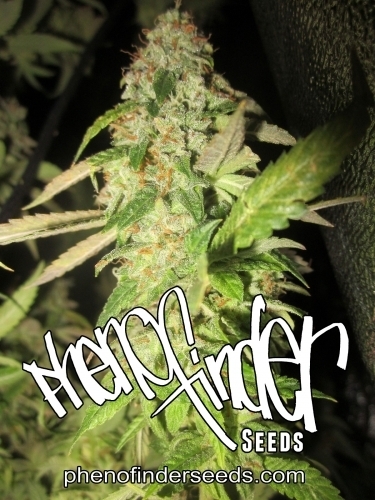 Notorious OG cannabis seeds – 12/12 Photoperiod – Good for outdoor grow – Sour – image 2 from Seed City