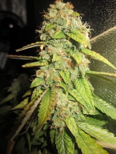 Notorious OG cannabis seeds – Good for outdoor grow – Sour – 12/12 Photoperiod – image 3 from Seed City