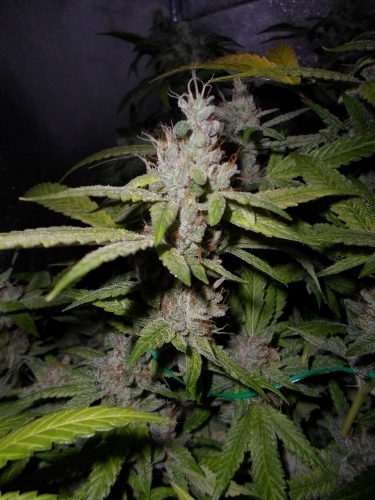 Notorious OG cannabis seeds – Sour – 12/12 Photoperiod – Female seeds – image 4 from Seed City