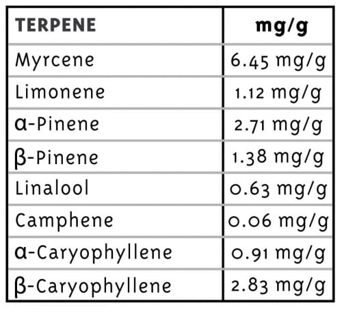 Notorious THC by Humboldt Seed Company – Cerebral – Suited for indoor growing – Regular – image 2 – Seed City