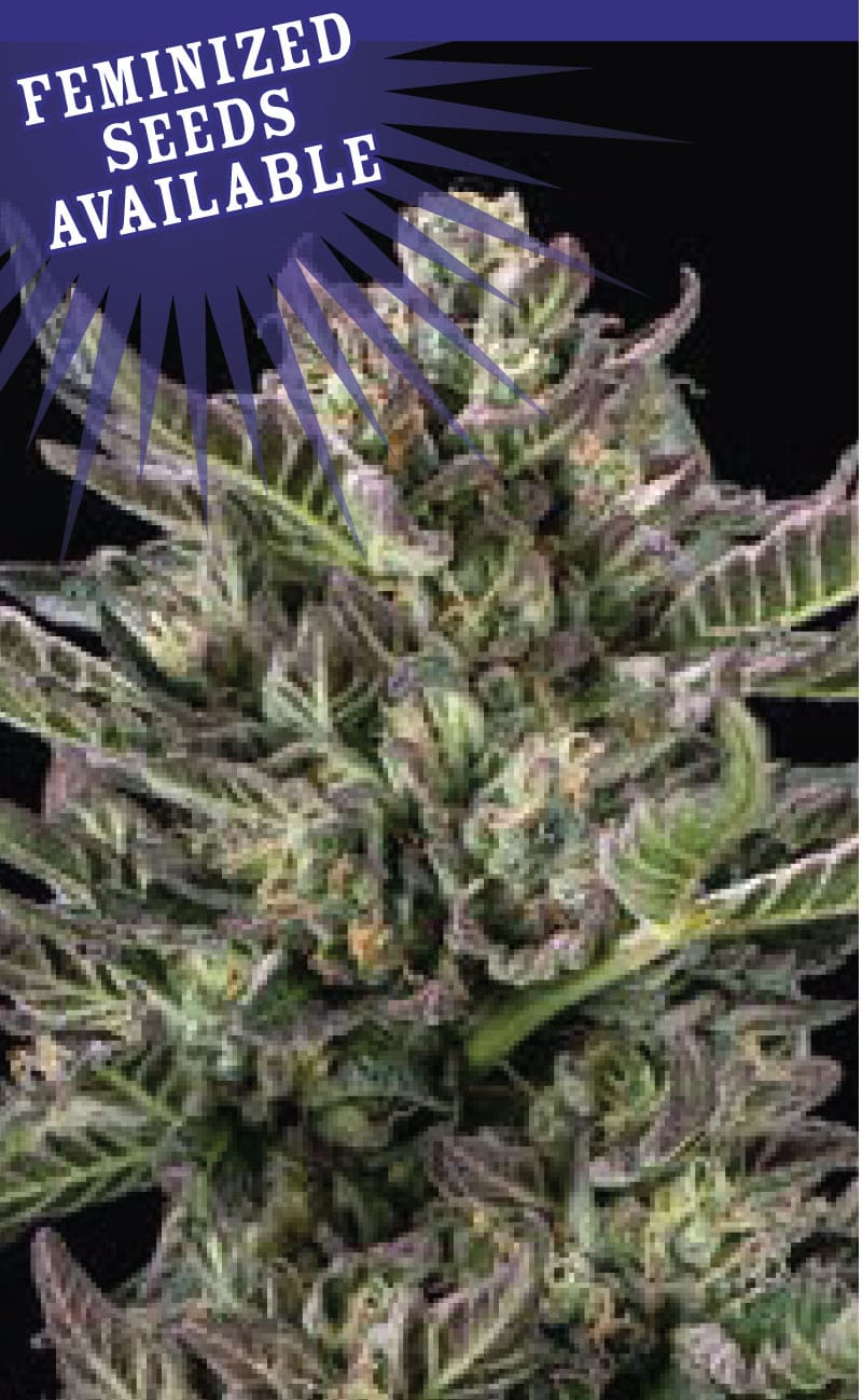 Notorious THC by Humboldt Seed Company – Cerebral – Fuel – Regular – image 1 – Seed City
