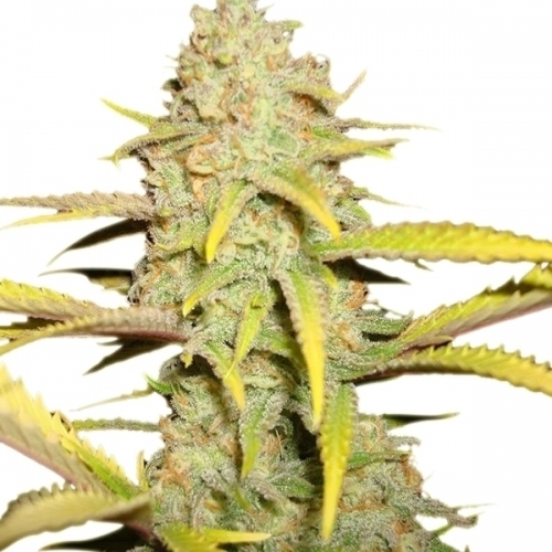 O.G. Kush by Royal Queen Seeds – Fuel – Indica-heavy – Tall (140cm plus) – image 2 – Seed City