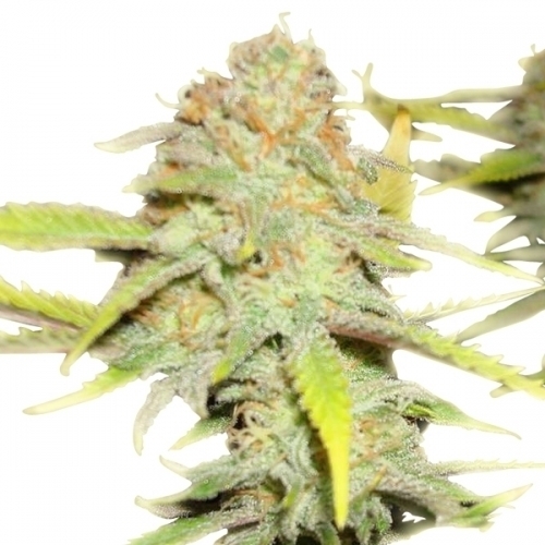 O.G. Kush cannabis seeds – The End of October – Fuel – Indica-heavy – image 3 from Seed City