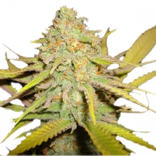O.G. Kush by Royal Queen Seeds – Indica-heavy – Tall (140cm plus) – Guaranteed female plants – image 4 – Seed City