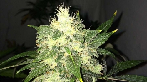 Lithium OG Kush Auto from Nirvana Seeds