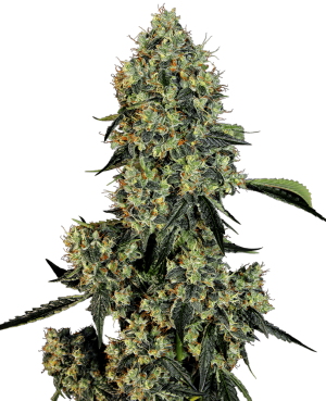 OG Kush cannabis seeds – Feminized – Tall (140cm plus) – Indica Dominant – image 1 from Seed City
