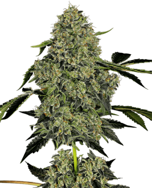 OG Kush Auto cannabis seeds – Peppery – Indica Dominant – Feminized – image 1 from Seed City