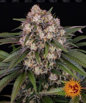 Female seeds – Woodsy – Euphoric – OG Kush Auto strain – image 1 – from Barneys Farm Seeds via Seed City