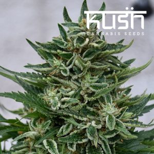 OG Kush CBD by Kush Cannabis Seeds – Earthy – 12/12 Photoperiod – Regular – image 1 – Seed City