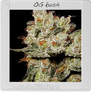 OG’s Kush