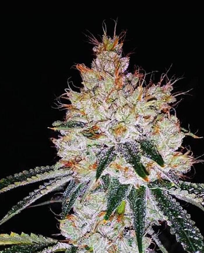OGesus Auto by Expert Seeds – Female seeds – Excellent harvest potential – Auto-Flowering – image 1 – Seed City