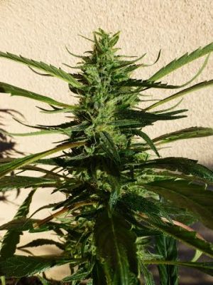 Octopussy by SuperAutos by Stitch – Tall (140cm plus) – Guaranteed female plants – Sativa Dominant – image 1 – Seed City