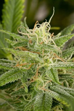 Og Kush from Humboldt Seed Organisation