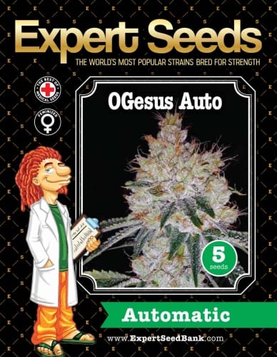 OGesus Auto cannabis seeds – Excellent harvest potential – Auto-Flowering – Outdoor cultivation – image 2 from Seed City