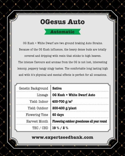 OGesus Auto cannabis seeds – Auto-Flowering – Outdoor cultivation – Sativa Dominant – image 3 from Seed City