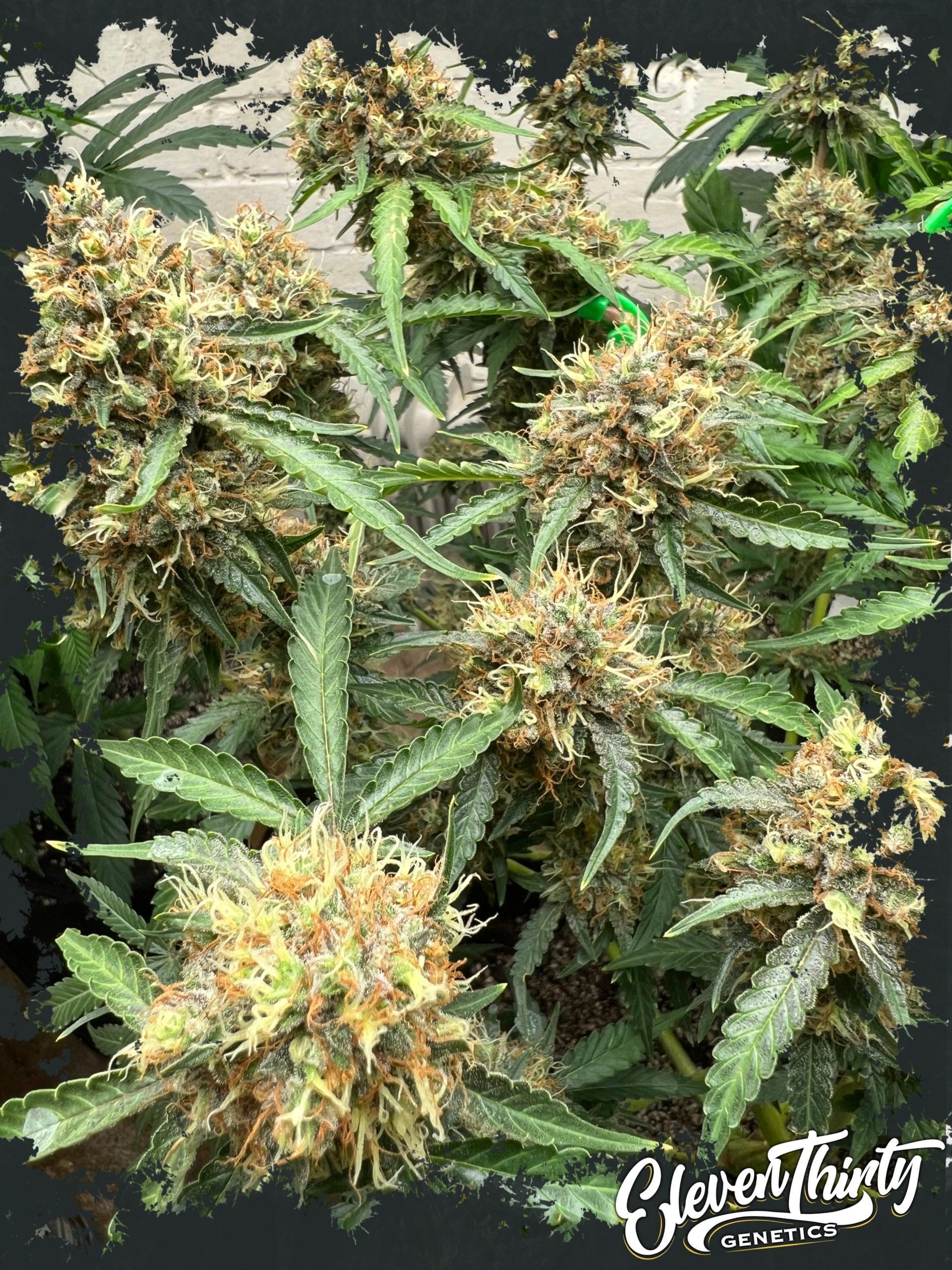Image 1 of One Eyed Resin Chucker cannabis by ElevenThirty Genetics – Female seeds – Sweet – Outdoor – Seed City