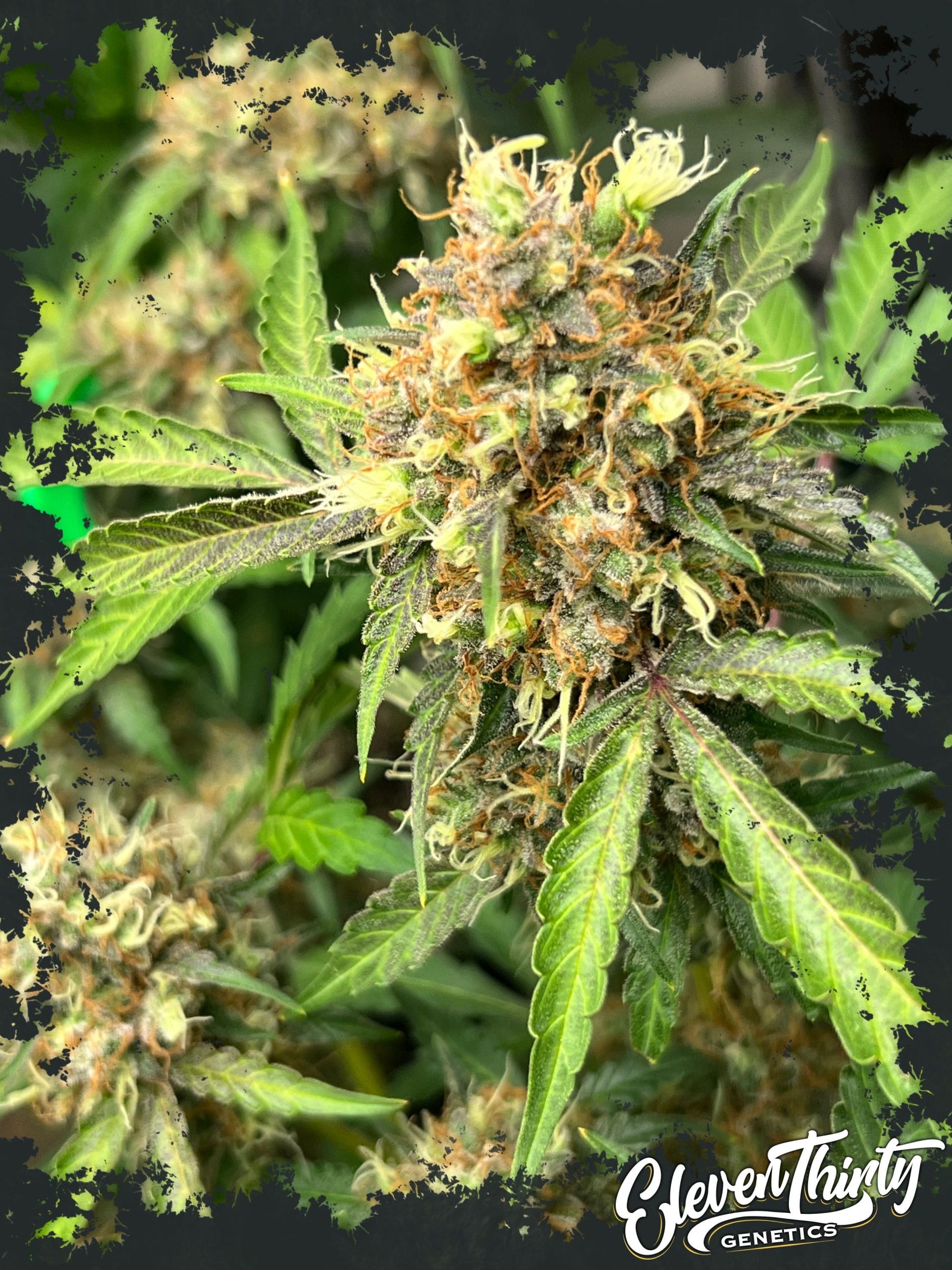One Eyed Resin Chucker Auto cannabis seeds – Auto-Flowering – The End of September – Couch Lock – image 1 from Seed City