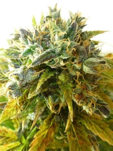 Onyx Auto from Flash Seeds