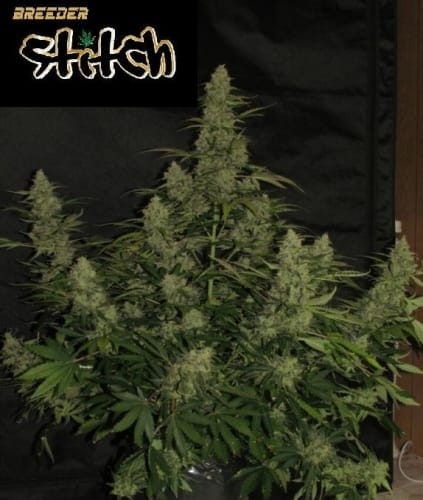 showing Incense – Relaxing – Female seeds – image 2 – Seed City