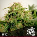 Onyx cannabis seeds – Super Strength – Fruity – Auto-Flowering – image 1 from Seed City