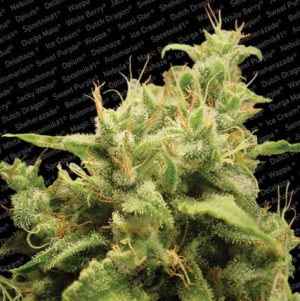Opium cannabis seeds – Good for outdoor grow – Guaranteed female plants – Middle of October – image 1 from Seed City