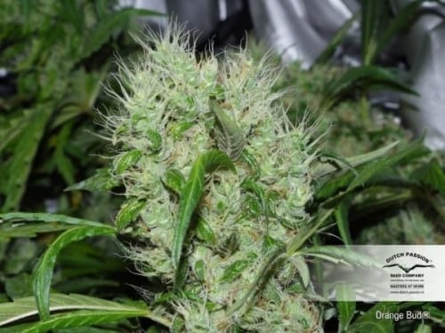 Image 2 of Orange Bud cannabis by Dutch Passion Seeds – High Yielding – Citrus – Uplifting – Seed City