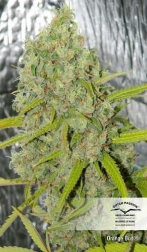 Citrus – High Yielding – Uplifting – Orange Bud strain – image 3 – from Dutch Passion Seeds via Seed City