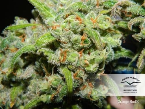 Orange Bud from Dutch Passion Seeds