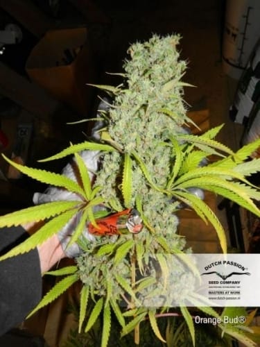 showing Super Strength – Feminized – The End of October – image 4 – Seed City