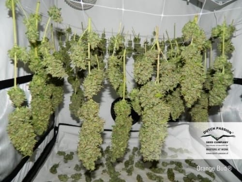 Orange Bud from Dutch Passion Seeds