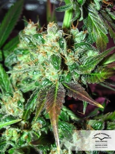 showing Super Strength – Citrus – 12/12 Photoperiod – image 5 – Seed City