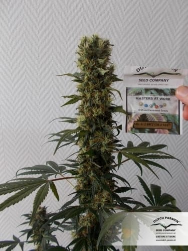 The End of October – Uplifting – High Yielding – Orange Bud strain – image 6 – from Dutch Passion Seeds via Seed City