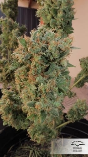 Image 7 of Orange Bud cannabis by Dutch Passion Seeds – Super Strength – Good for outdoor grow – Citrus – Seed City