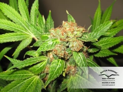 Orange Bud cannabis seeds – High Yielding – Feminized – Citrus – image 8 from Seed City