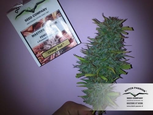 Orange Bud by Dutch Passion Seeds – Super Strength – Uplifting – High Yielding – image 9 – Seed City