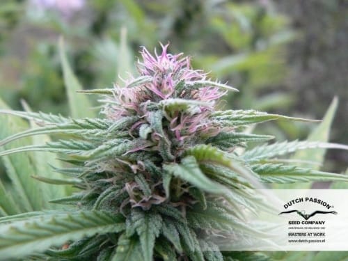 Image 10 of Orange Bud cannabis by Dutch Passion Seeds – Citrus – Feminized – High Yielding – Seed City