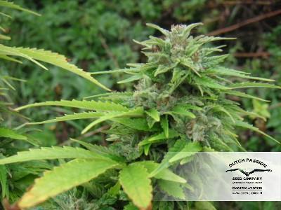 Image 12 of Orange Bud cannabis by Dutch Passion Seeds – Uplifting – 12/12 Photoperiod – High Yielding – Seed City