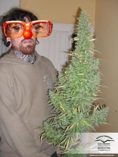 Orange Bud cannabis seeds – The End of October – Feminized – Good for outdoor grow – image 13 from Seed City