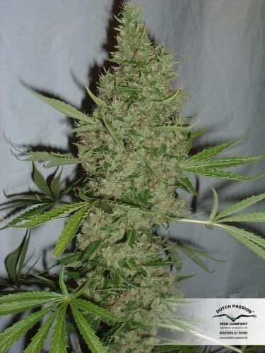 Super Strength – Feminized – Uplifting – Orange Bud strain – image 14 – from Dutch Passion Seeds via Seed City