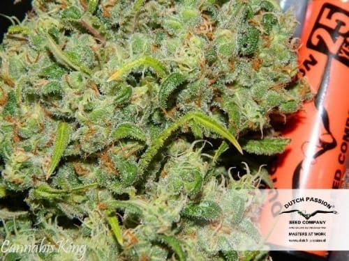 Orange Bud cannabis seeds – Feminized – Citrus – High Yielding – image 15 from Seed City