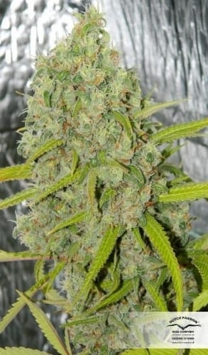 Orange Bud by Dutch Passion Seeds – 12/12 Photoperiod – Super Strength – The End of October – image 16 – Seed City