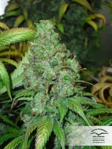 Orange Hill Special from Dutch Passion Seeds