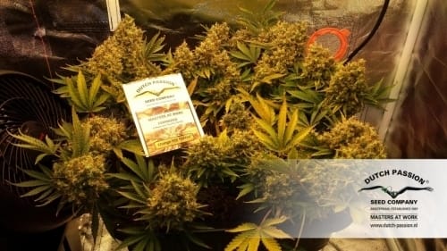 showing Citrus – Middle of October – Regular – image 3 – Seed City