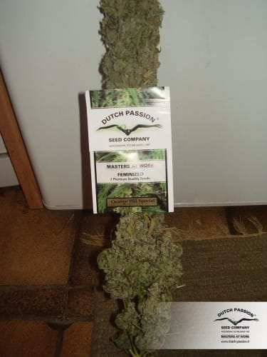 Orange Hill Special from Dutch Passion Seeds