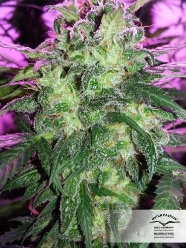 showing Body Stone – Outdoor cultivation – Citrus – image 4 – Seed City